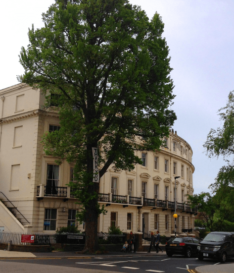 The "Save Our Tree" campaign was a beautiful thing that really brought the community together